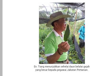 Petua Orang Tua: Pokok Belalai Gajah