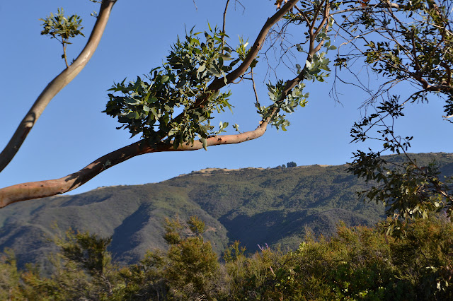 eucalyptus leaves