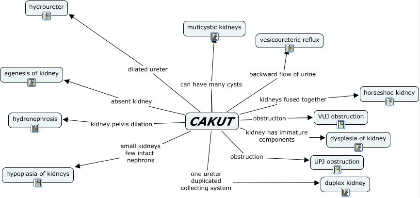Diagram Of Duplex Kidney Images - How To Guide And Refrence