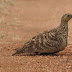 கல் கௌதாரி [Chestnut Bellied Sandgrouse]