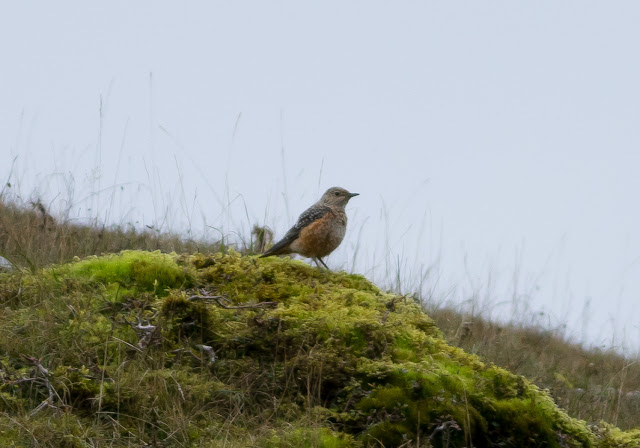 Rock Thrush - Pwll-du, South Wales