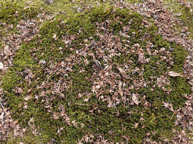 とっとり花回廊　桜の広場　苔