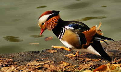 Pato mandarin a orillas de la isla buscando su comida