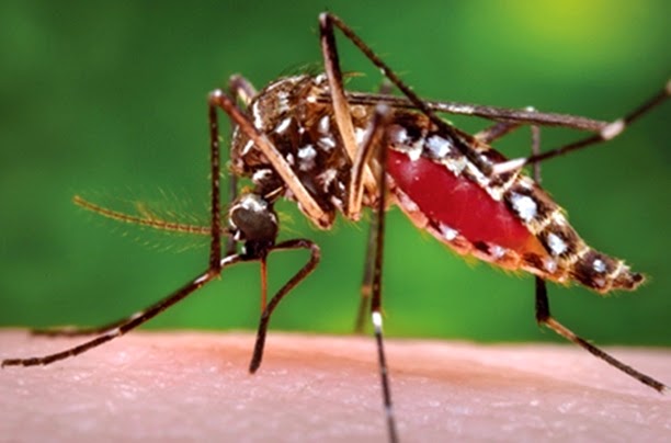 existe algum mosquito parecido com o da dengue ? Yahoo Respostas