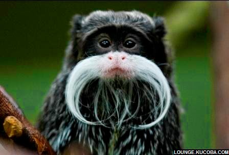 hewan aneh, Emperor Tamarin