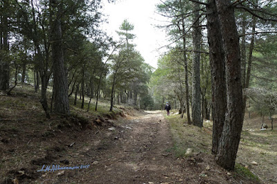 Pista forestal al inicio de la subida al Yelmo (PR-A 194)