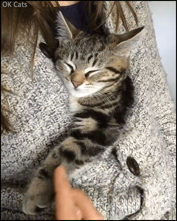 Cute Cat GIF • Kitten wants to be cuddled all the time and everywhere she fits [ok-cats.com]