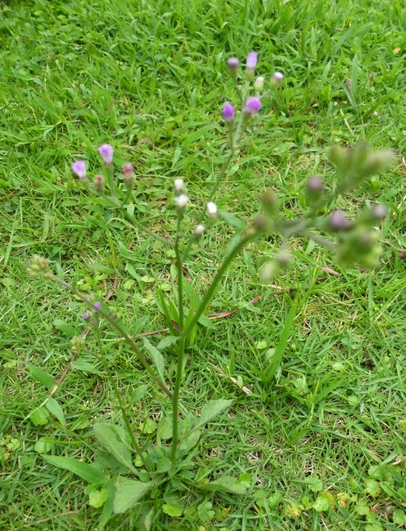 Greenfingers: Bunga-bungaan dari Tretes (Surabaya)