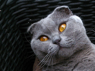 Question Mark in eyes of scottish fold cat