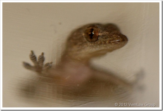GeckoEmergingIMG_9978