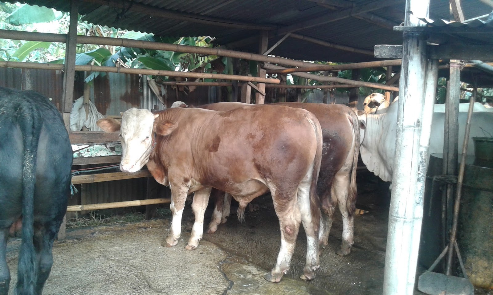 JUAL KAMBING QURBAN JAWA DI KEBAYORAN, MAMPANG, PETUKANGAN 