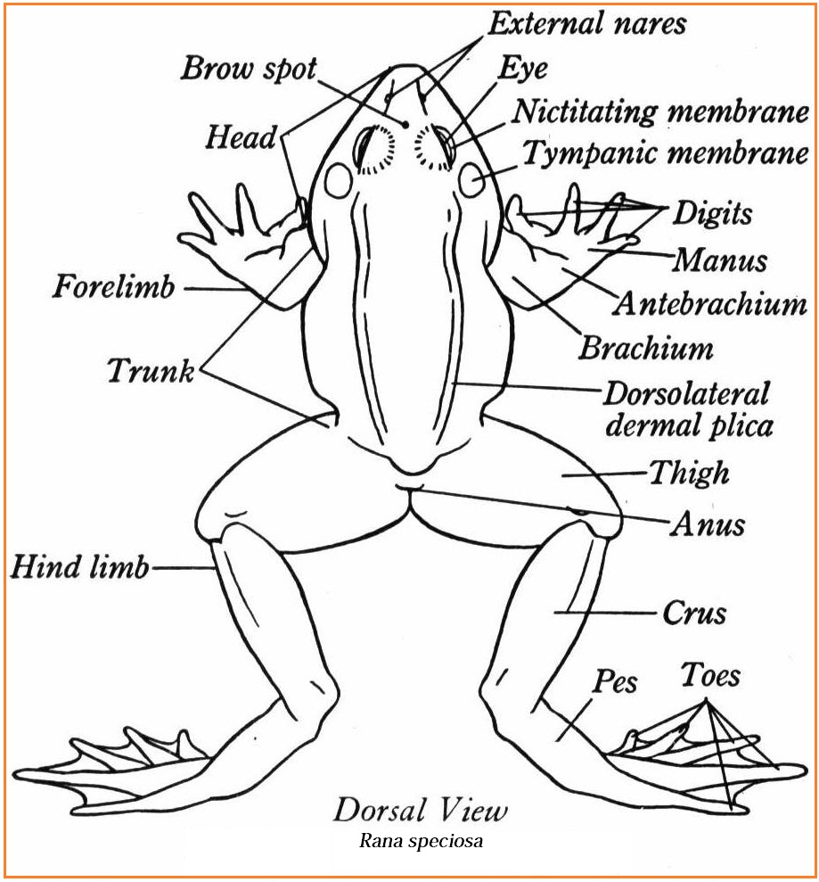 HEWAN BERTULANG BELAKANG / VERTEBRATA - Make You Smarter Blog