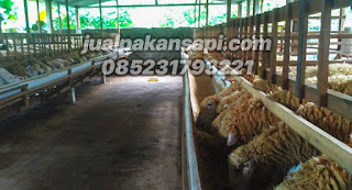 jual konsentrat kambing, harga konsentrat kambing, jual konsentrat domba, harga konsentrat domba