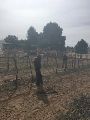  Ms. Bonnie Hopkins, San Juan County Agriculture Agent, working on pruning vines to the optimum number of buds per foot of cordon. 