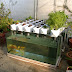 What is aquaponics? Now you know how to grow it!