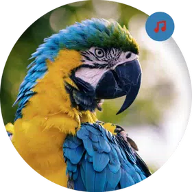 Animal Sounds Ringtones