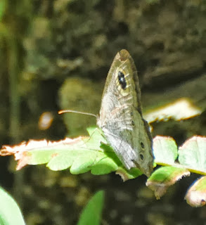 Malayan Five-Ring (Ypthima horsfieldii humei)