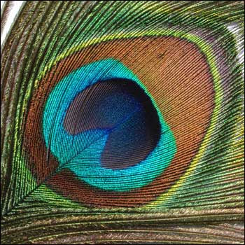 Stars - Animals Wallpapers - Photos: Indian Green Peafowl Peacocks Beautiful 