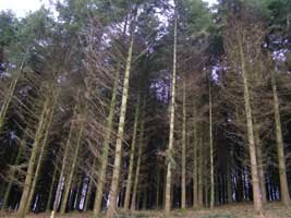 Mike Moser's conifer plantation at Week, Devon