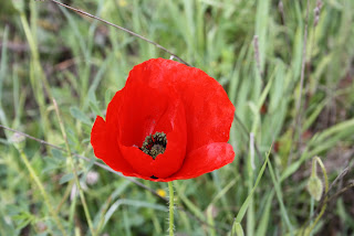 Flor en Madrid (España)