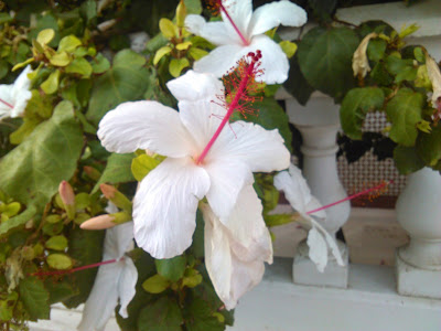 hibisco blanco