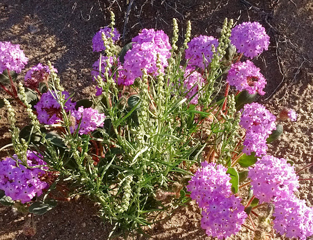 Sand verbena