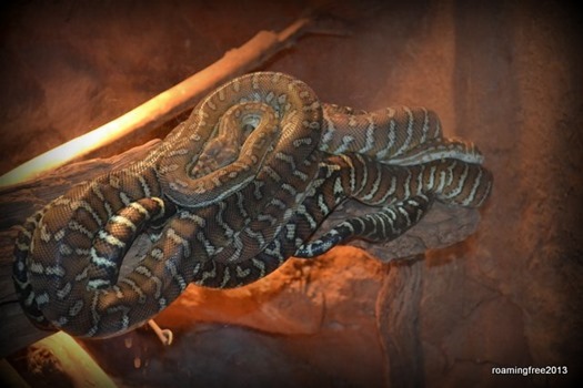 Snakes - yuk!