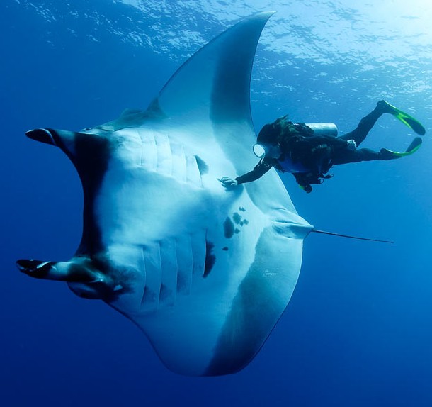 Largest manta ray ever recorded MEMES