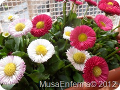 bellis, perenis, margarita, 