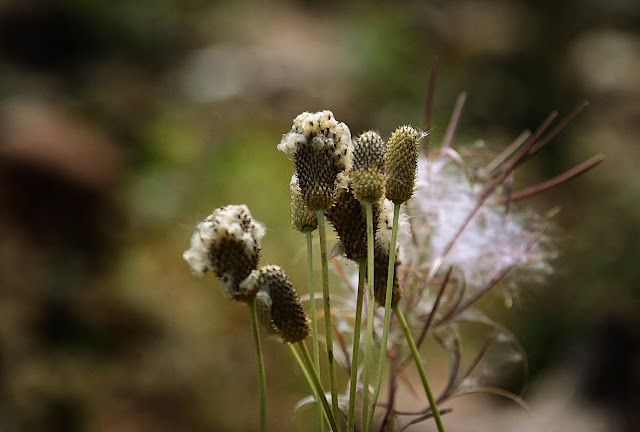 Anemone virginiana var cylindroidea,  Tall Thimbleweed, Epilobium angustifolium,  Fireweed, wildflower seed, Anemone seed, cohan magazine, cohan seeds