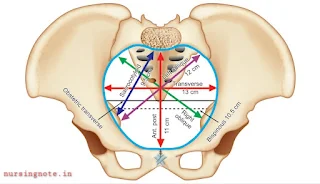 Anteroposterior, Transverse and Oblique Diameters of Pelvis