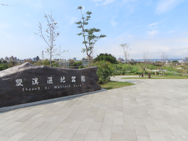 台北市士林區 - 雙溪濕地公園20240228小鷿鵜.褐頭鷦