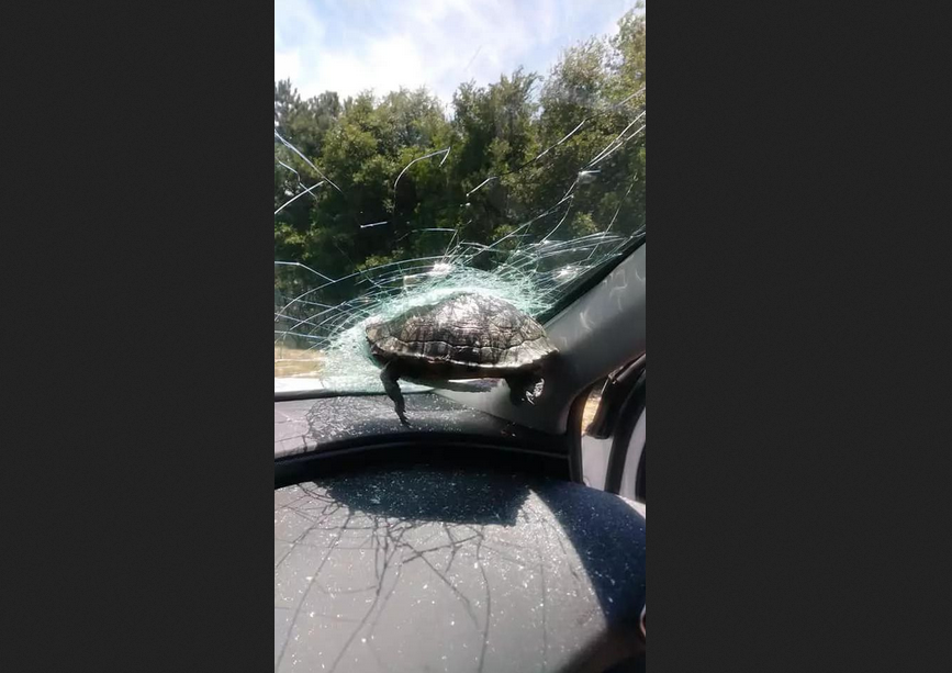 A strange accident occurred in Savannah, Georgia when a turtle unexpectedly crashed through a car window