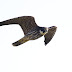 10月1日絵鞆半島の渡り鳥、チゴハヤブサが飛びました。