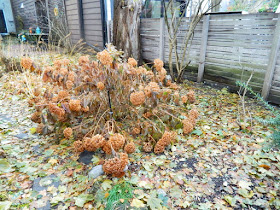 Toronto Cabbagetown Fall Backyard Garden Cleanup by Paul Jung Gardening Services before