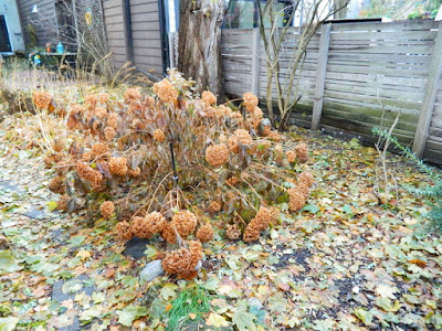 Toronto Cabbagetown Fall Backyard Garden Cleanup by Paul Jung Gardening Services before