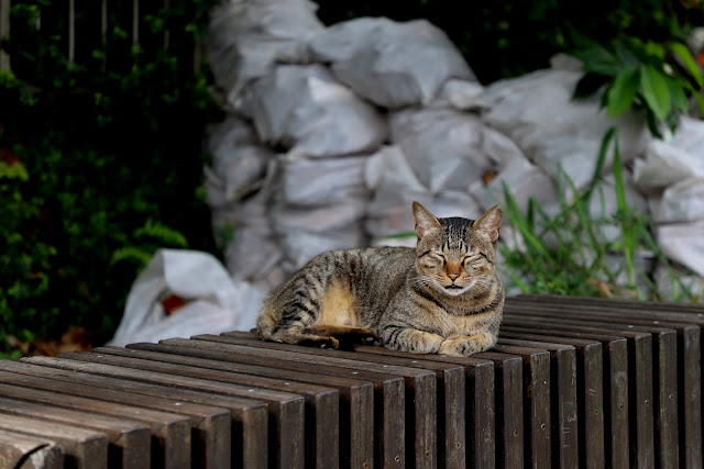 新北景點 猴硐貓村