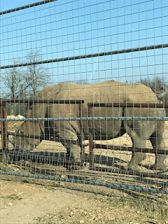 Rhinoceros at Wild Wilderness Drive Through Safari in Gentry, Arkansas