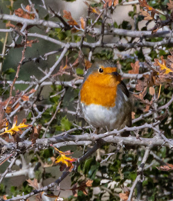 Robin at Mt Parnitha