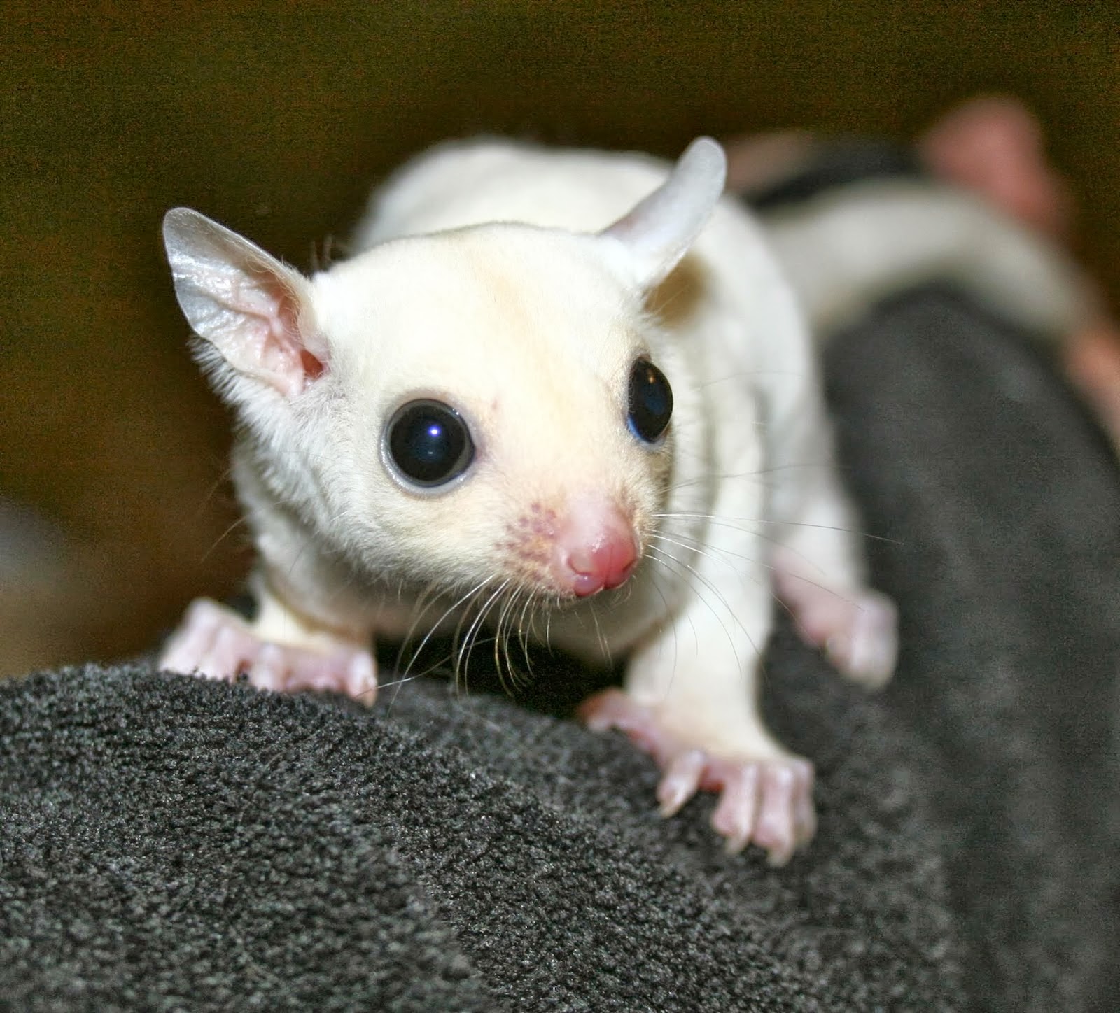 Australian Sugar Glider Names