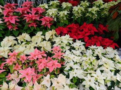 Layers of poinsettias Allan Gardens Conservatory Christmas Flower Show 2015 by garden muses-not another Toronto gardening blog