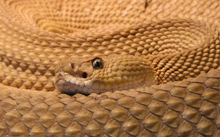 Rattle Snakes Wallpapers