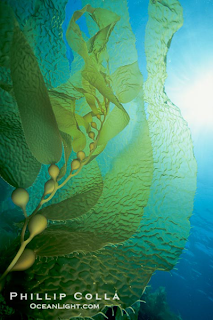 image: Phillip Colla, "Giant Kelp Forest" 