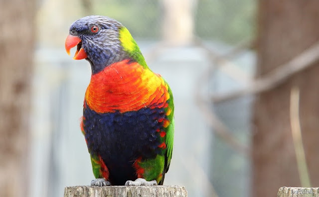 Lori arc-en-ciel, Parc des Oiseaux de Villars-les-Dombes