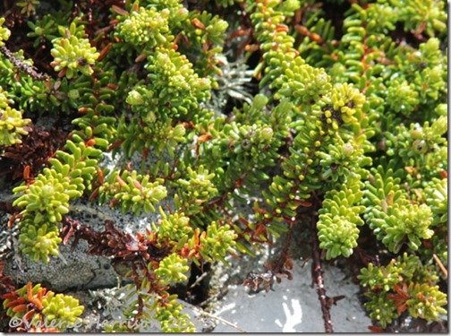 11-crowberry