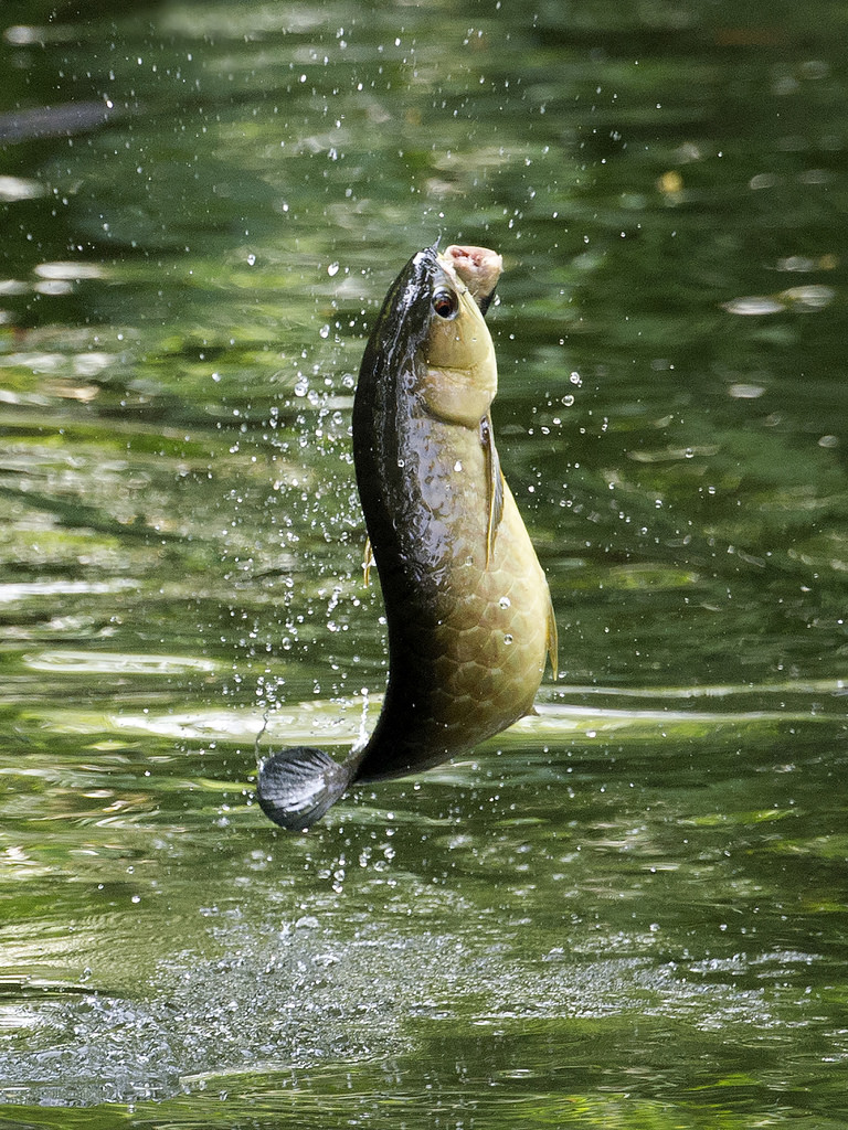 mother nature Arowana Fish