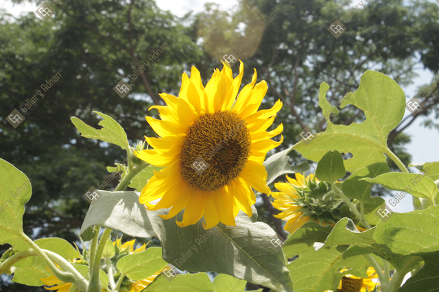 Sunflowers in the garden during the day, bunga matahari, bunga, bunga cantik, bunga ditaman, foto alam