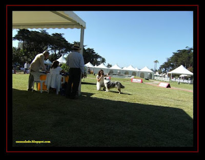 pastor australiano na Exposição Canina Internacional do Estoril