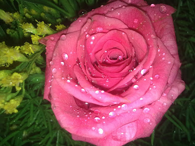 Beautiful rose with water drops