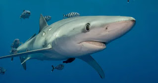 নীল হাঙর - Blue Shark